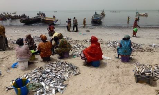 STDF fisheries