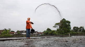 Indonesian pangasius