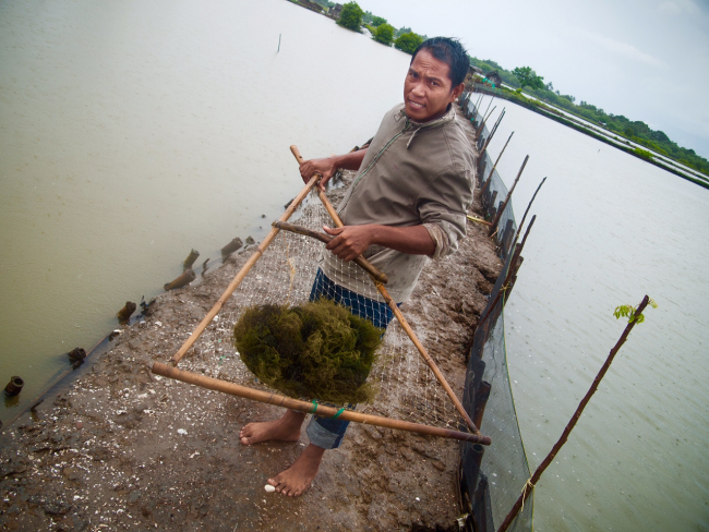 SMART-Fish Indonesia; Traceable Seaweed